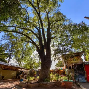 Espacio La Chcana - Huerto Roma Verde