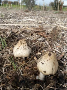 Hongos indicadores de suelo vivo. Invierno 2025. Jardín del siglo XXI